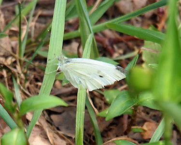 [Left side-view of the creamy white butterfly with a few dark markings on its wings. The butterfly is perched on a rising blade of grass.]